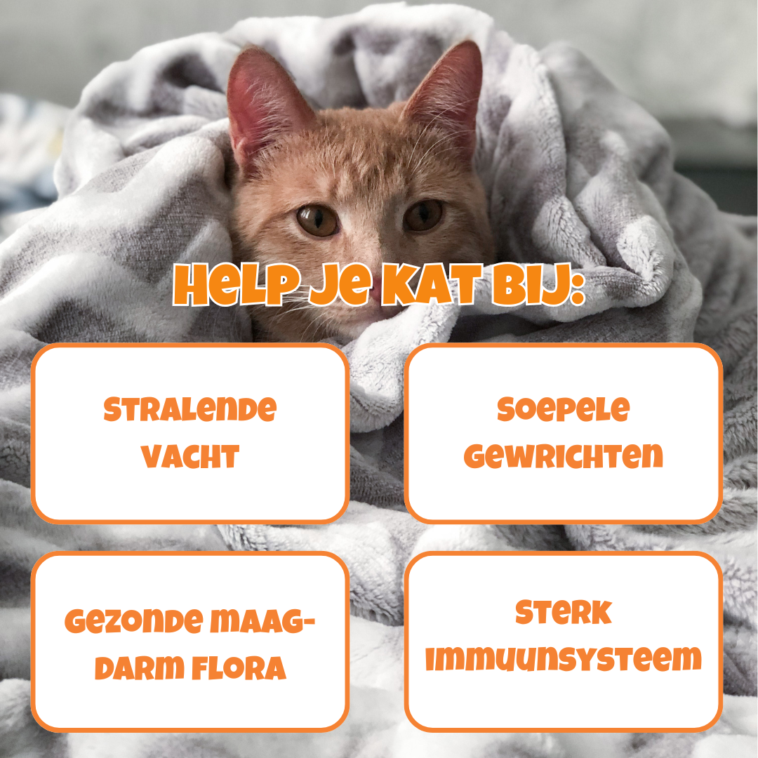 10in1 Multivitamine - optimale gezondheid en vitaliteit voor katten die wel een steuntje in de rug kunnen gebruiken