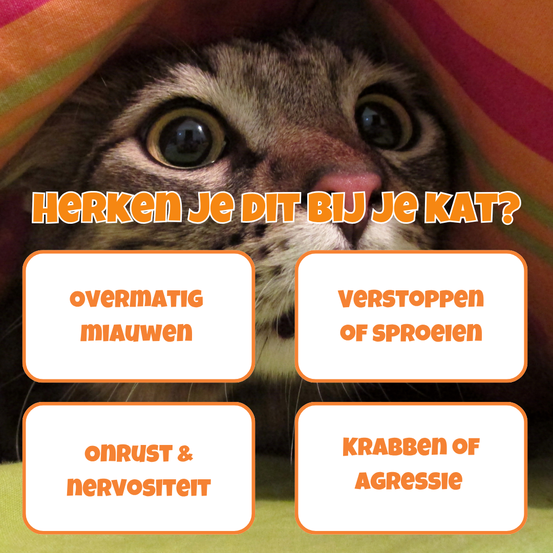 Calming Complex - stop onrust, agressie, verstoppen of sproeien bij je kat